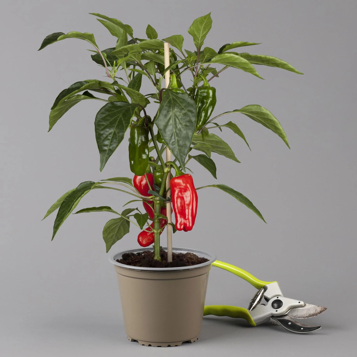 Blu Bio Snack-Paprika 'Paragon F1', Topf-Ø 15 Cm, 3er Set 2 Blu Bio Snack-Paprika 'Paragon F1', Topf-Ø 15 Cm, 3er Set – Bild 2