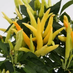 Blu Bio Paprikapflanze 'Paprikaños', Topf-Ø 15 Cm, 3er Set 9 Blu Bio Paprikapflanze 'Paprikaños', Topf-Ø 15 Cm, 3er Set -Bio Pflanzen Verkauf 1620330135 Blu Bio Paprikanos T15 3er Set mit Fruechte 3 124323