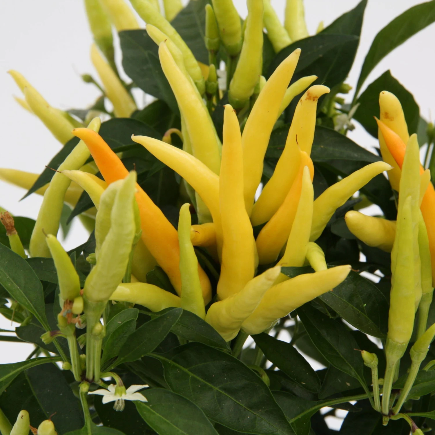 Blu Bio Paprikapflanze 'Paprikaños', Topf-Ø 15 Cm, 3er Set 3 Blu Bio Paprikapflanze 'Paprikaños', Topf-Ø 15 Cm, 3er Set – Bild 3