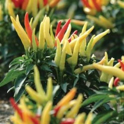 Blu Bio Paprikapflanze 'Paprikaños', Topf-Ø 15 Cm, 3er Set 11 Blu Bio Paprikapflanze 'Paprikaños', Topf-Ø 15 Cm, 3er Set -Bio Pflanzen Verkauf 1620330135 Blu Bio Paprikanos T15 3er Set mit Fruechte 5 124325