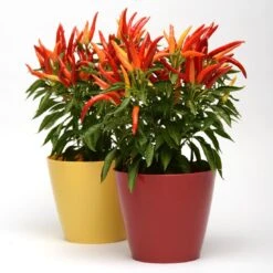 Blu Bio Paprikapflanze 'Paprikaños', Topf-Ø 15 Cm, 3er Set 10 Blu Bio Paprikapflanze 'Paprikaños', Topf-Ø 15 Cm, 3er Set -Bio Pflanzen Verkauf 1620330135 Blu Bio Paprikanos T15 3er Set mit Fruechte 6 124324