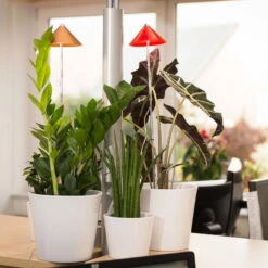 Sunlite Pflanzenlampe Kupfer, 7 Watt -Bio Pflanzen Verkauf 2950200231 Sunlite Pflanzenlampe Kupfer 7W 1 60399