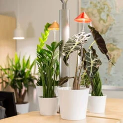 Sunlite Pflanzenlampe Kupfer, 7 Watt -Bio Pflanzen Verkauf 2950200231 Sunlite Pflanzenlampe Kupfer 7W 4 60396