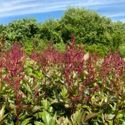 Bio Prachtspiere Rot, Topf-Ø 11 Cm, 3er-Set 17 Bio Prachtspiere Rot, Topf-Ø 11 Cm, 3er-Set -Bio Pflanzen Verkauf 319100263 astilbe arendsii rot 1 123842