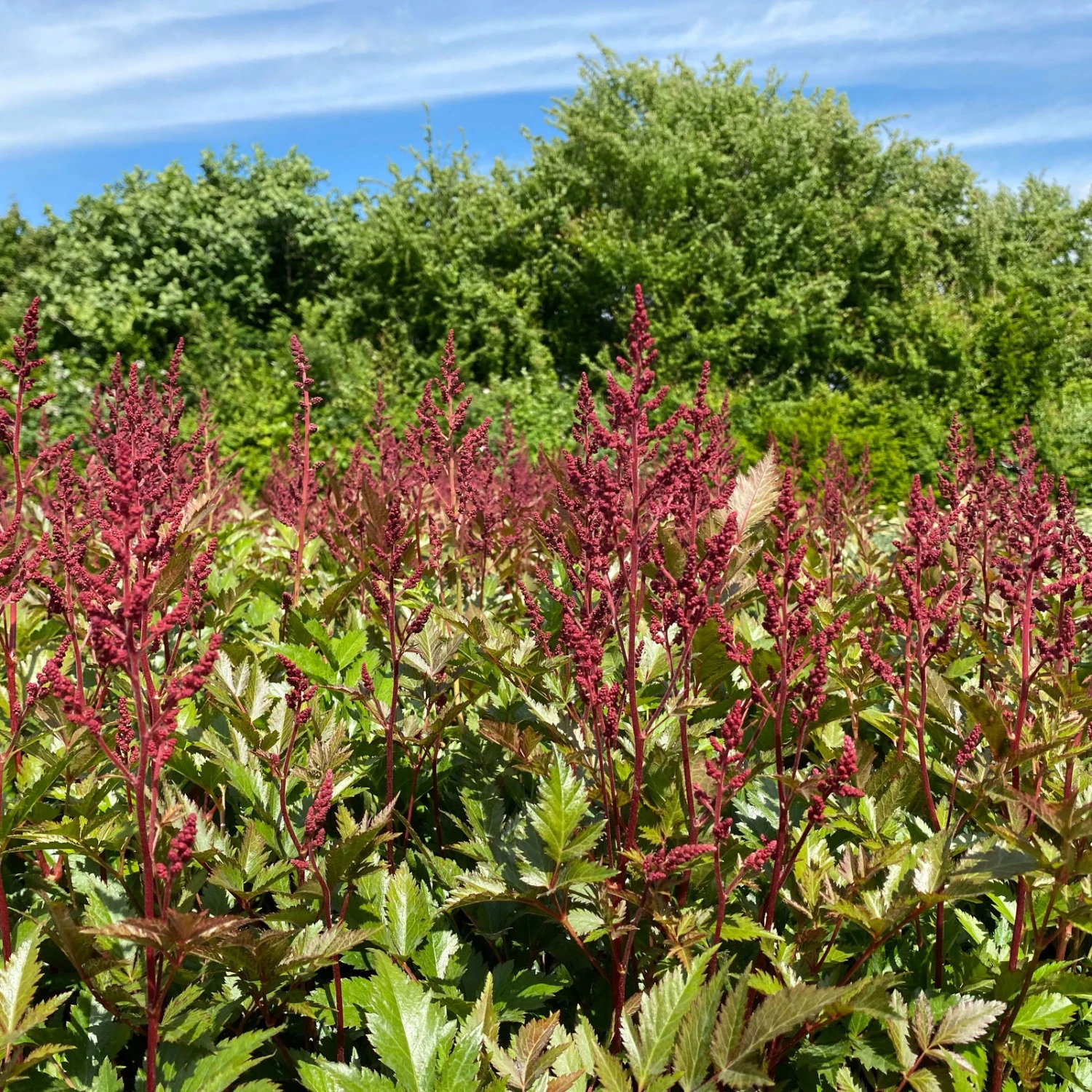 Bio Prachtspiere Rot, Topf-Ø 11 Cm, 3er-Set 6 Bio Prachtspiere Rot, Topf-Ø 11 Cm, 3er-Set – Bild 6