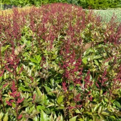 Bio Prachtspiere Rot, Topf-Ø 11 Cm, 3er-Set 19 Bio Prachtspiere Rot, Topf-Ø 11 Cm, 3er-Set -Bio Pflanzen Verkauf 319100263 astilbe arendsii rot 3 123844