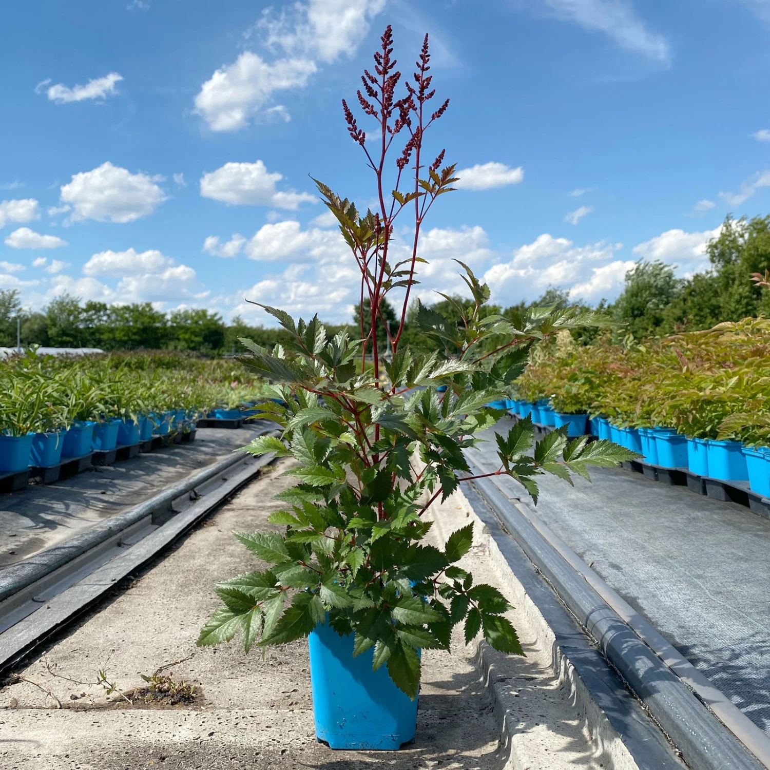 Bio Prachtspiere Rot, Topf-Ø 11 Cm, 3er-Set 1 Bio Prachtspiere Rot, Topf-Ø 11 Cm, 3er-Set