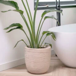 Pflanzgefäß 'Rib', Beige, Ø 35 X H 34 Cm 7 Pflanzgefäß 'Rib', Beige, Ø 35 X H 34 Cm -Bio Pflanzen Verkauf 3210104126 3210104127 pflanzgefaess rib beige 3 116921