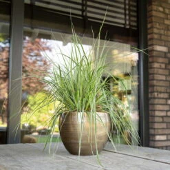 Pflanzgefäß 'Rowen', Gold, Ø 19 X H 13 Cm -Bio Pflanzen Verkauf 3210801608 Pflanzgefaess Rowen gold 1 114972