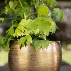 Pflanzgefäß 'Rowen', Gold, Ø 31 X H 28 Cm -Bio Pflanzen Verkauf 3210801620 Pflanzgefaess Rowen gold D 31 x H 28 cm 1 114980