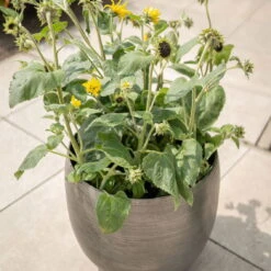 Pflanzgefäß 'Rowen', Silber, Ø 42 X H 41 Cm -Bio Pflanzen Verkauf 3210801625 3210801626 3210801627 3210801628 Pflanzgefaess Rowen silber 6 115002