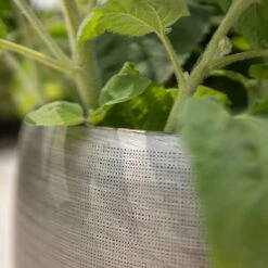 Pflanzgefäß 'Rowen', Silber, Ø 42 X H 41 Cm -Bio Pflanzen Verkauf 3210801625 3210801626 3210801627 3210801628 Pflanzgefaess Rowen silber 9 115005