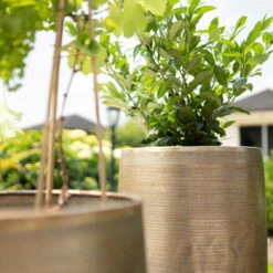 Pflanzgefäß 'Rowen', Gold, Ø 38 X H 62 Cm 14 Pflanzgefäß 'Rowen', Gold, Ø 38 X H 62 Cm -Bio Pflanzen Verkauf 3210801630 3210801631 3210801632 3210801633 Pflanzgefaess Rowen gold 2 115015