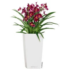 LECHUZA Cubico Premium 40, Weiß Hochglanz, All-in-One-Set, 40 X 40, H:75 Cm -Bio Pflanzen Verkauf 3325100114 CubicoPremium22 weiss All in One Set 22x22x41cm RGB 2 7572