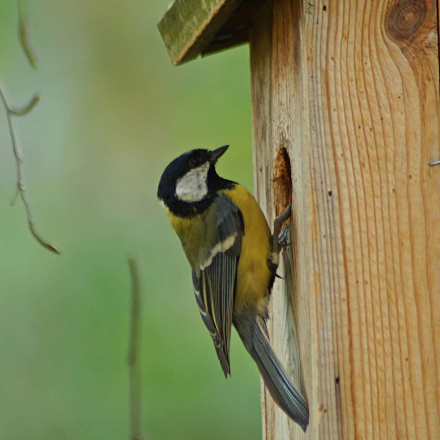Nistkasten Zum Beobachten Aus Kiefernholz 2 Nistkasten Zum Beobachten Aus Kiefernholz – Bild 2