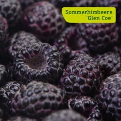 Himbeer-Set 'Dunkle Früchtchen', 4er-Set, Topf Je 2 Liter -Bio Pflanzen Verkauf sommerhimbeere glen coe 78199